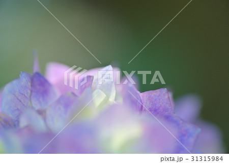 色付き始めた紫陽花のソフトイメージ 日陰に光射す藤色の花 淡いの写真素材