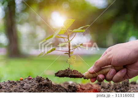 Tree growth. Planting a tree. Close-up on young ma 31316002