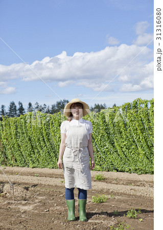 山芋畑　長いも　むかご 31316080