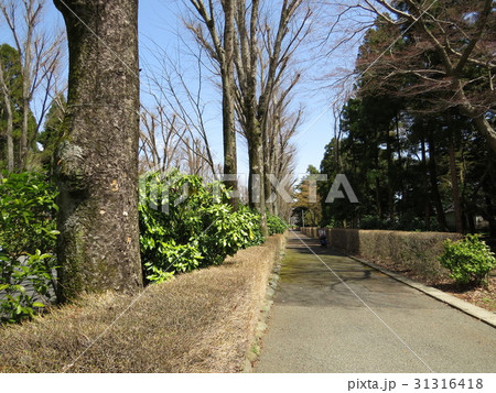 冬の多摩御陵参道の側道 31316418