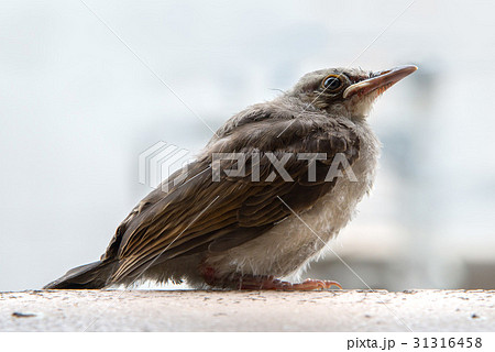 ヒヨドリの雛 31316458