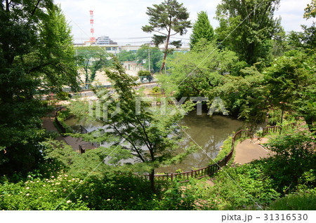 六本杉公園 八王子市の初夏はこんな感じ 六本杉公園 八王子市の初夏はこんな感じ 31316530