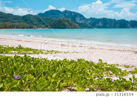 Railay beach in Krabi, Thailand 31316554