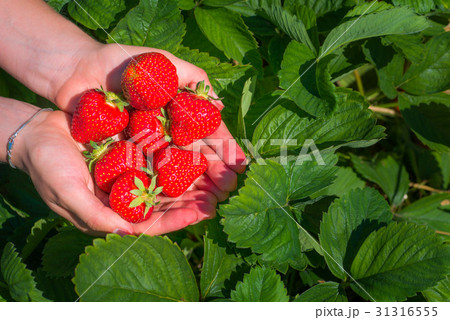 Fresh picked strawberries held over strawberry 31316555
