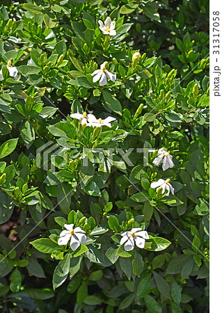 クチナシの花 クチナシの花 31317058