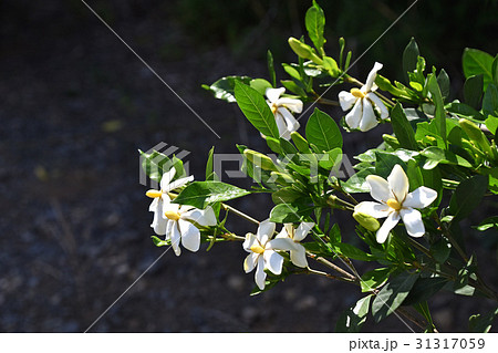 クチナシの花 31317059