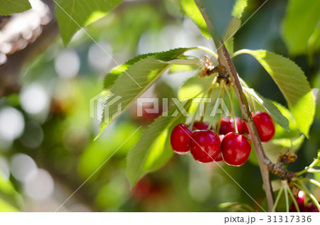 Red sweet cherries on the branch 31317336