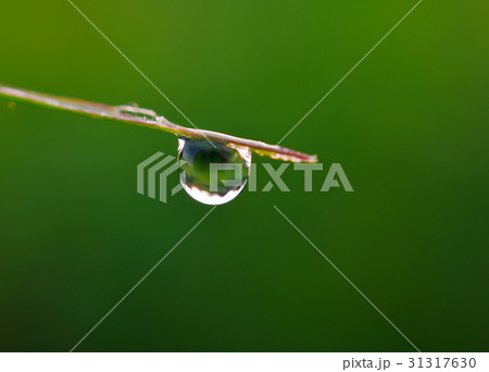 Fresh grass with dew drops Fresh grass with dew drops 31317630