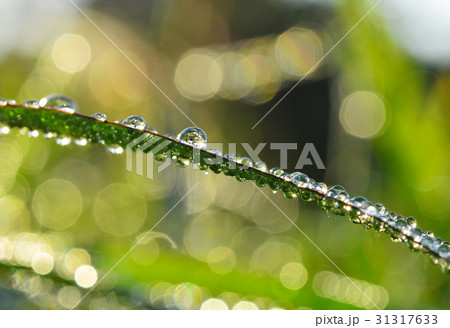 Fresh grass with dew drops Fresh grass with dew drops 31317633
