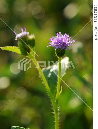 Morning Dews on flower Morning Dews on flower 31317634
