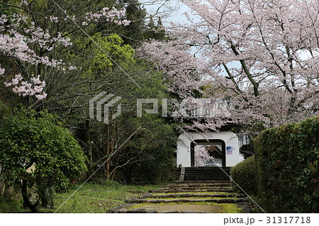 和歌山県紀の川市十禅律院の築地門と桜 和歌山県紀の川市十禅律院の築地門と桜 31317718