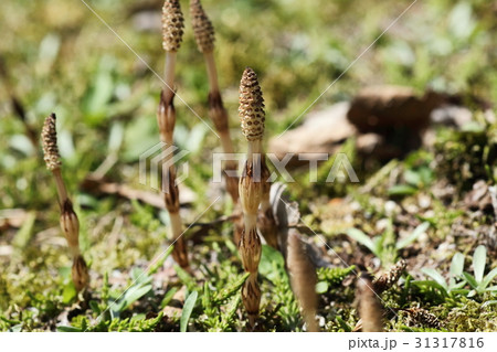 黒岩高原のつくし 31317816