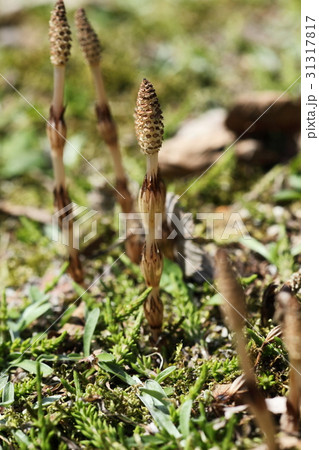 黒岩高原のつくし 31317817