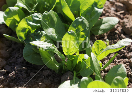 Young leaves of spinach.Sprouts spinach growing in 31317839