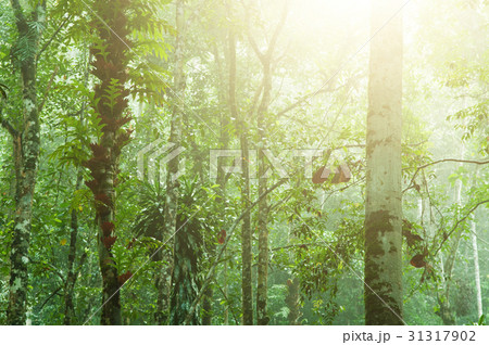 Beautiful tropical jungle Beautiful tropical jungle 31317902