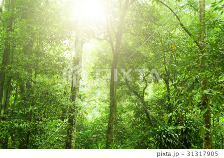Tropical rain forest 31317905