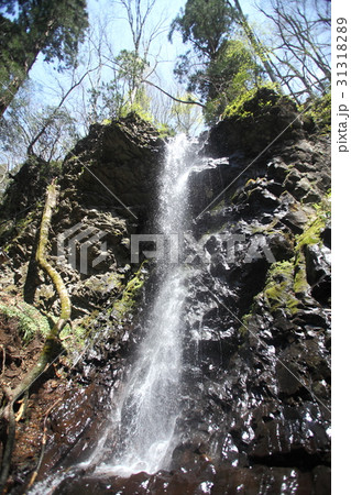黒岩高原の白髪滝 黒岩高原の白髪滝 31318289