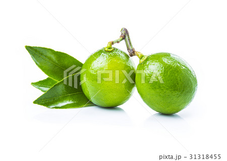 fresh lime fruits with leaves on white background fresh lime fruits with leaves on white background 31318455