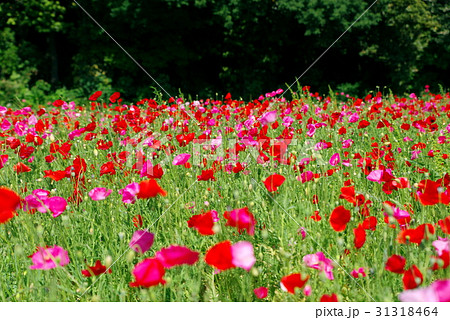 赤とピンクのポピー畑 深い緑の背景 Bの写真素材