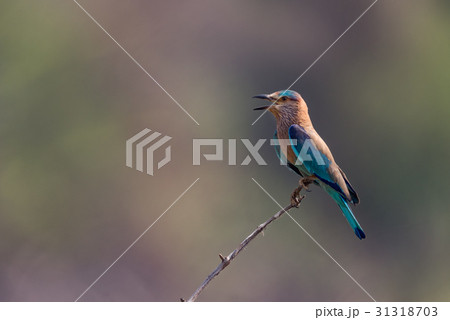 Indian roller on bush with open beak 31318703