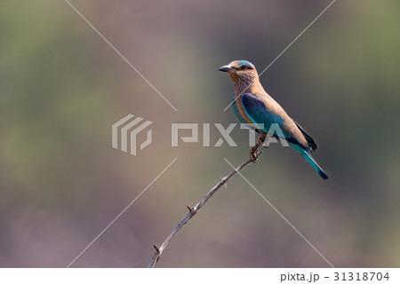 Indian roller on twig with blurred background 31318704