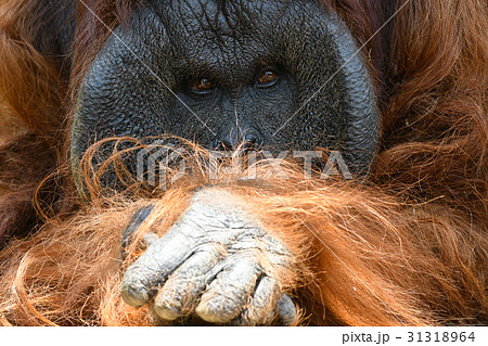 【動物】ボルネオオランウータン(8) 【動物】ボルネオオランウータン(8) 31318964