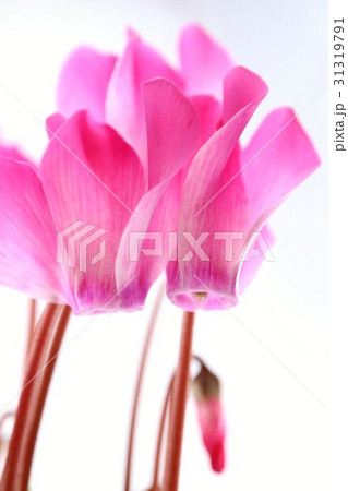 シクラメン ピンクの花 白背景の写真素材