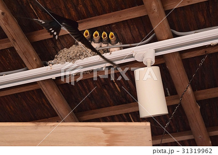 ツバメの巣 31319962