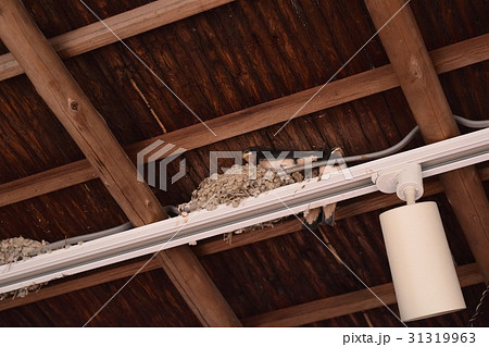 ツバメの巣 31319963