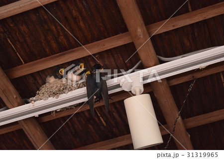 ツバメの巣 31319965