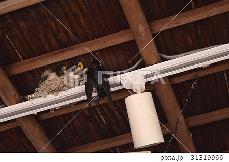 ツバメの巣 31319966