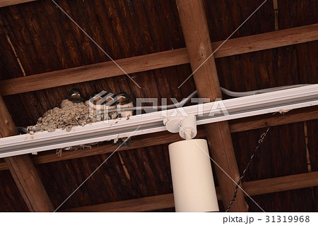 ツバメの巣 31319968