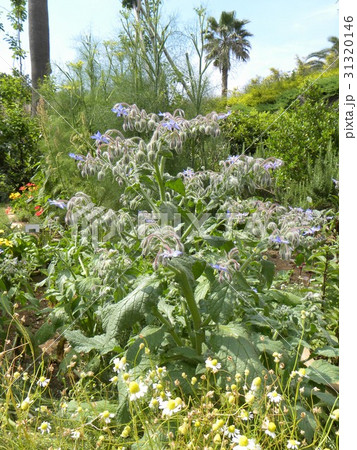 星型の青い花はボリジの花 星型の青い花はボリジの花 31320146