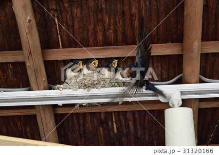 ツバメの巣 31320166