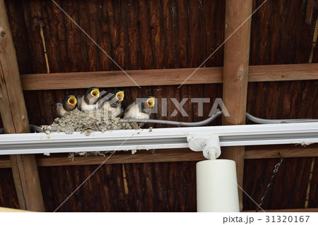 ツバメの巣 31320167