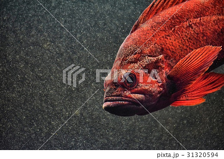 赤い魚の顔の写真素材