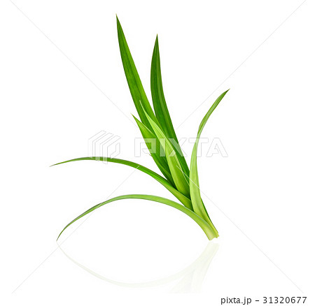 fresh green pandan leaves isolated on white  31320677