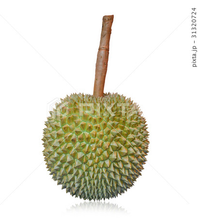 long stem or kan yao durian (Thai name)  31320724