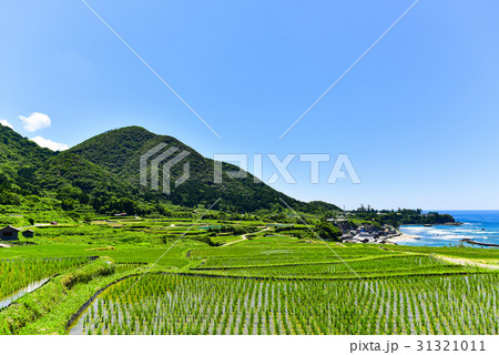 袖志の棚田の写真素材