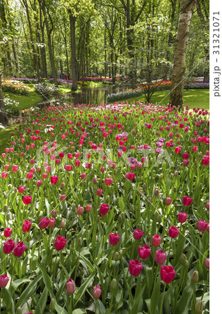 The tulip field in Netherlands 31321071
