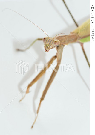 オオカマキリのメス　白背景 31321307