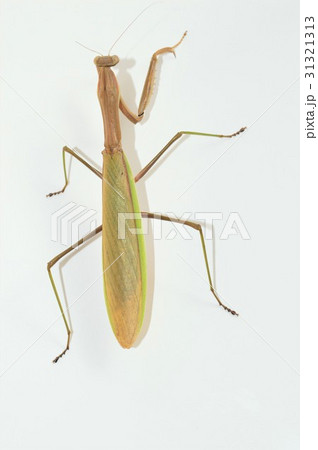オオカマキリのメス　白背景 31321313