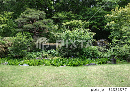 吉祥寺6月初旬 31321377