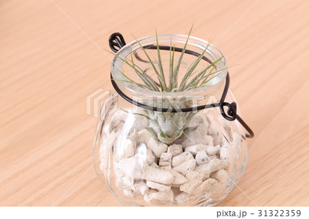 チランジア イオナンタ 31322359