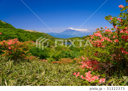 ツツジ咲く箱根玄岳から富士山を望む ツツジ咲く箱根玄岳から富士山を望む 31322373