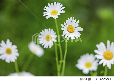 マーガレット まーがれっと キク科 自然風景 花 お花 花 花びら かわいい 可愛い フラワー 植物の写真素材