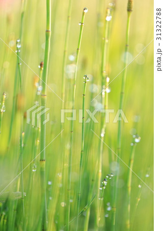 朝露とスギナ 31322788