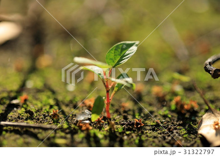 小さな新芽 31322797