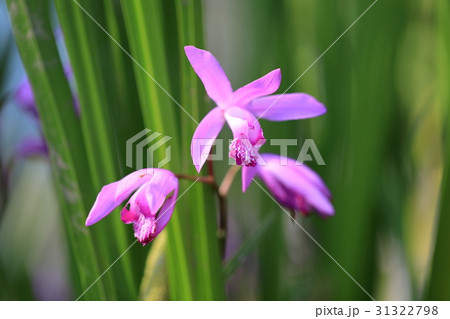 紫蘭の花 31322798