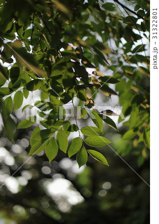 日没前の葉 日没前の葉 31322801